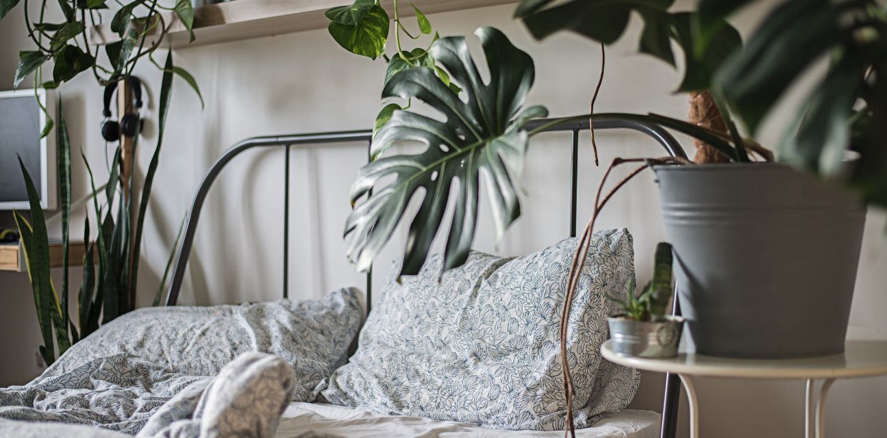 Jak rośliny w sypialni mogą poprawić jakość Twojego snu?